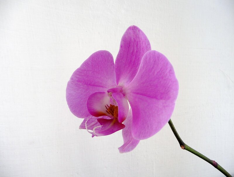 Purple Orchid Flower — Calm, Photograph, Stem