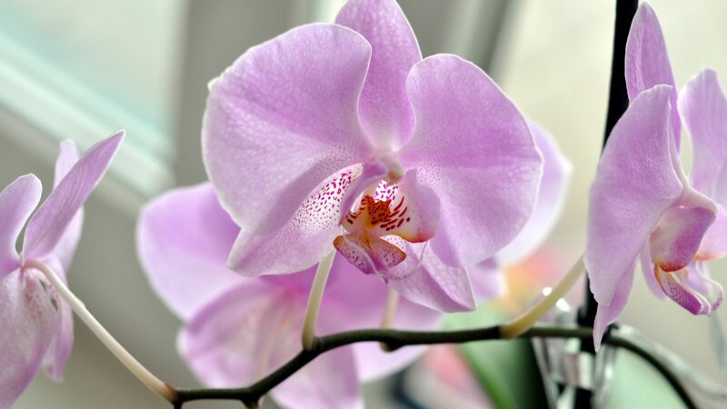 Purple Orchid Flower — Calm, Photograph, Stem, Window