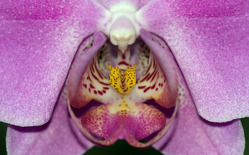 Purple Orchid Flower — Calm, Photograph