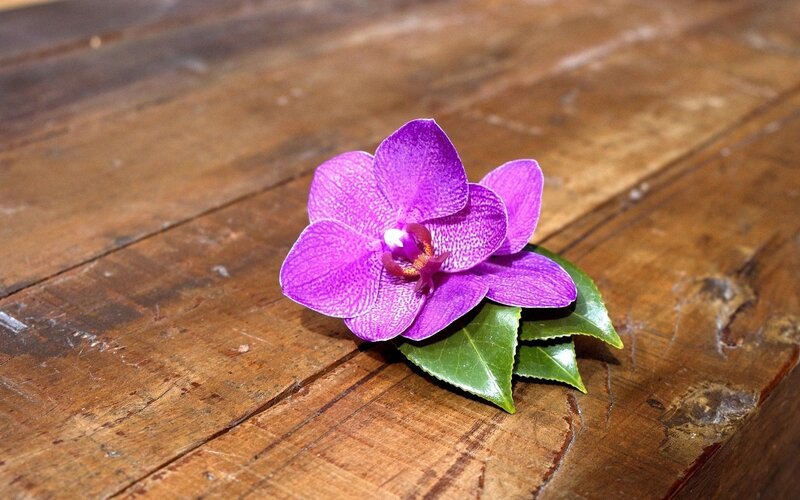 Purple Orchid Flower — Calm, Photograph, Wooden Surface, Green Leaves, Brown