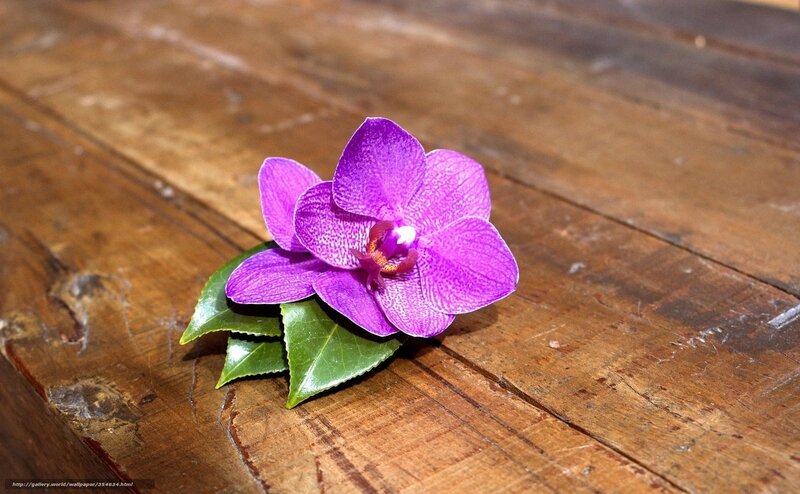 Purple Orchid Flower — Calm, Photograph, Wooden Surface
