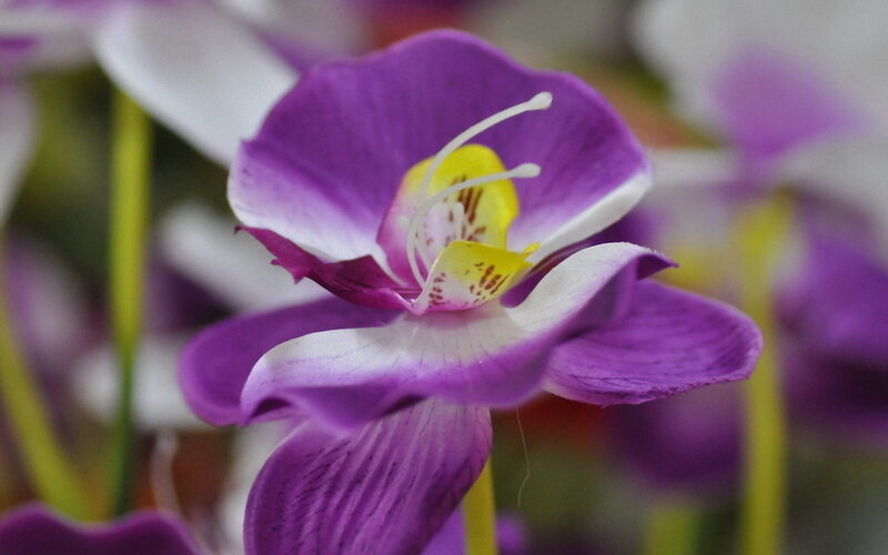 Purple Orchid Flower — Calm, Photograph, Yellow Center