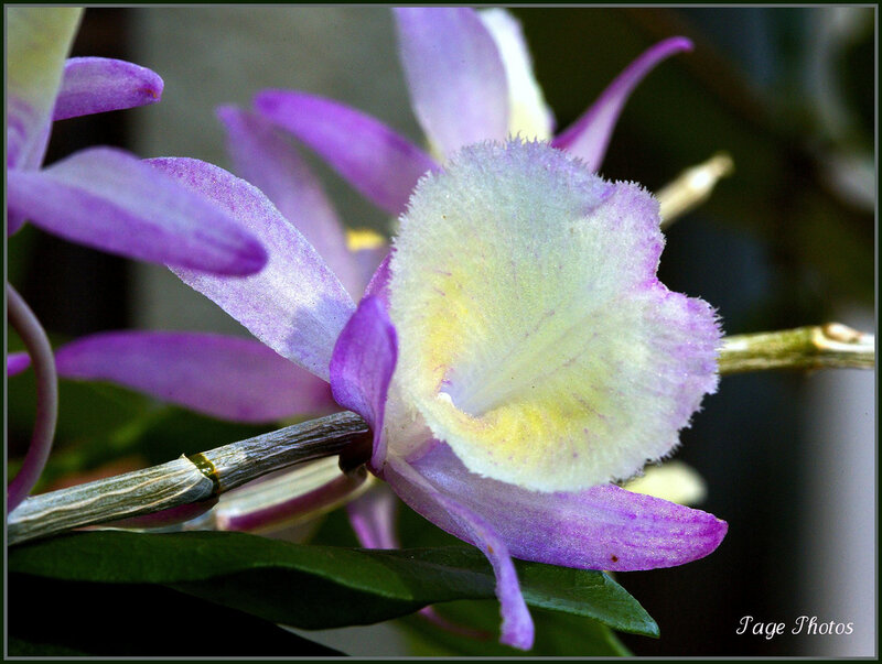 Purple Orchid Flower — Calm