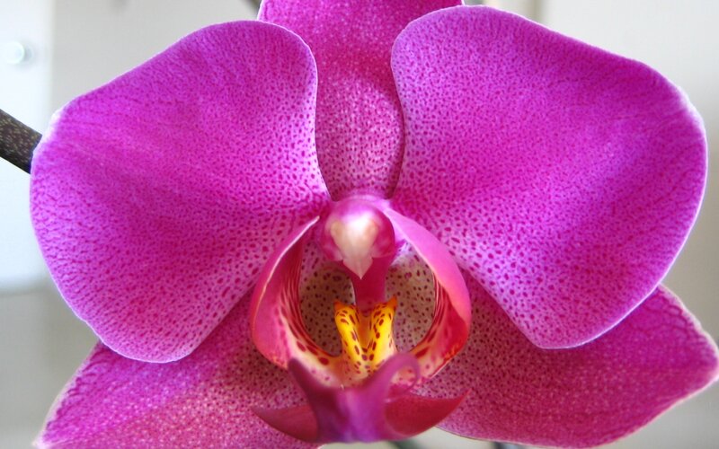 purple orchid flower close-up