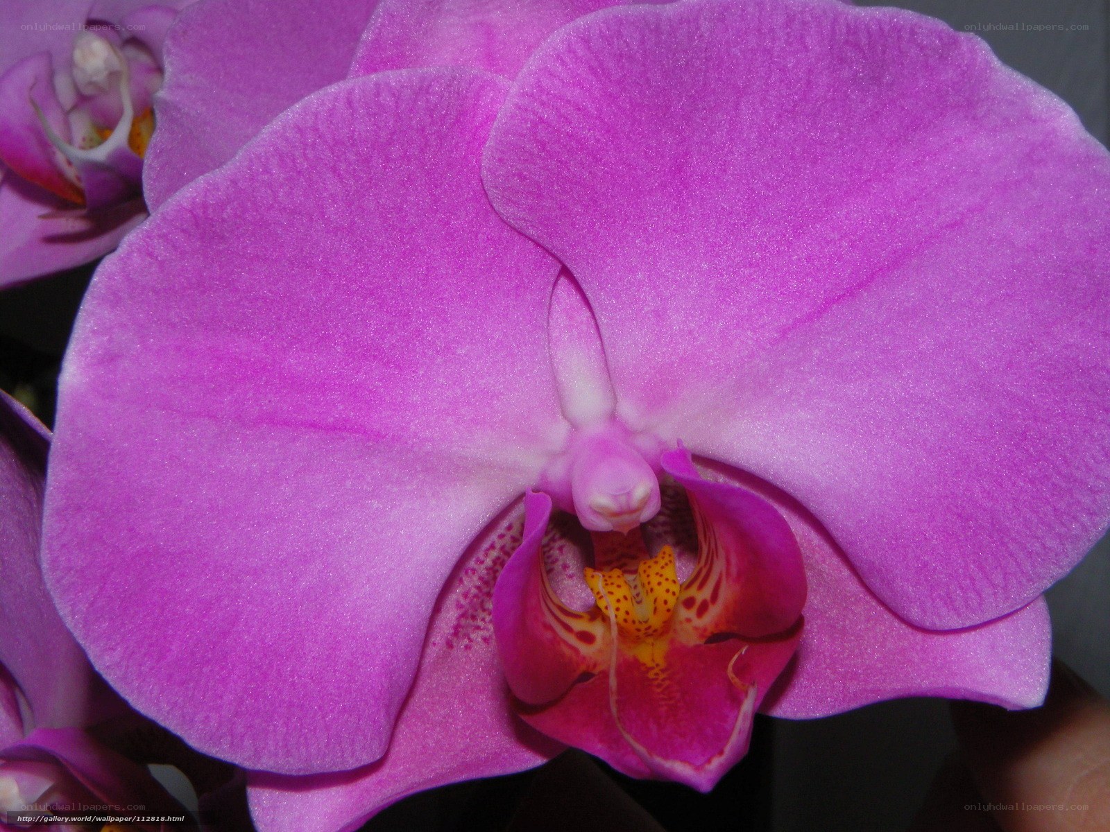 Purple orchid flower close-up