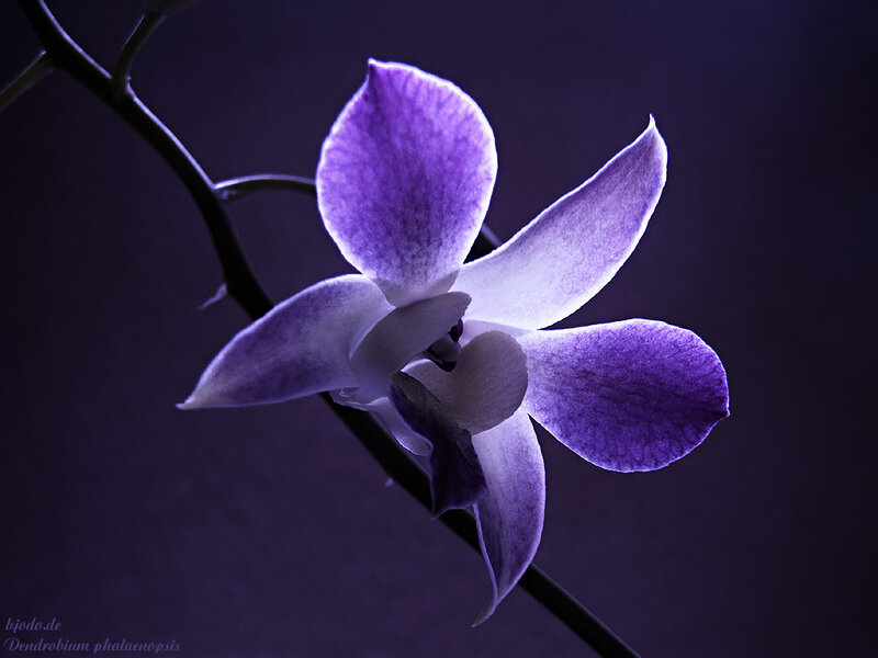 Purple Orchid Flower — Dramatic, Night, Photograph, Stem