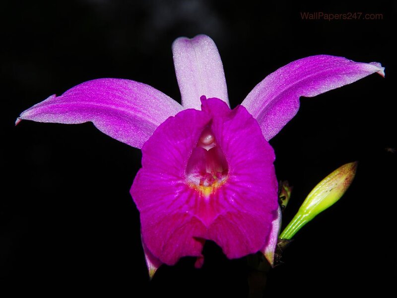 Purple Orchid Flower — Dramatic, Night, Photograph