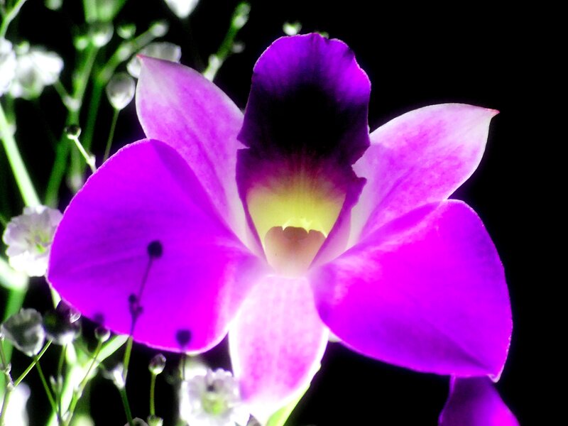 Purple Orchid Flower — Dramatic, Night, Photograph, White Flowers