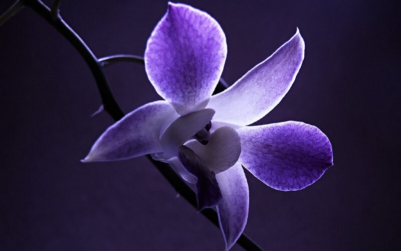 Purple Orchid Flower — Dramatic, Night
