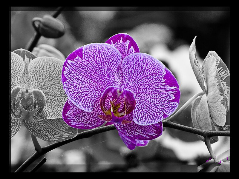 Purple Orchid Flower — Dramatic, Photograph, Branch