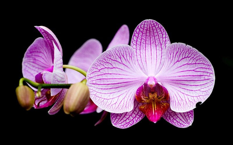 Purple Orchid Flower — Dramatic, Photograph, Buds, Stem
