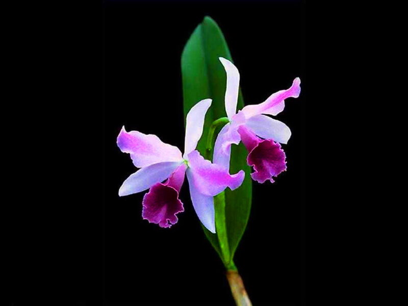 Purple Orchid Flower — Dramatic, Photograph, Leaf