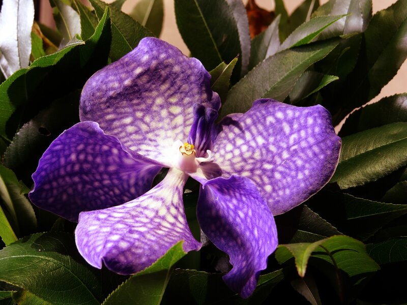 Purple Orchid Flower — Dramatic, Photograph, Leaves