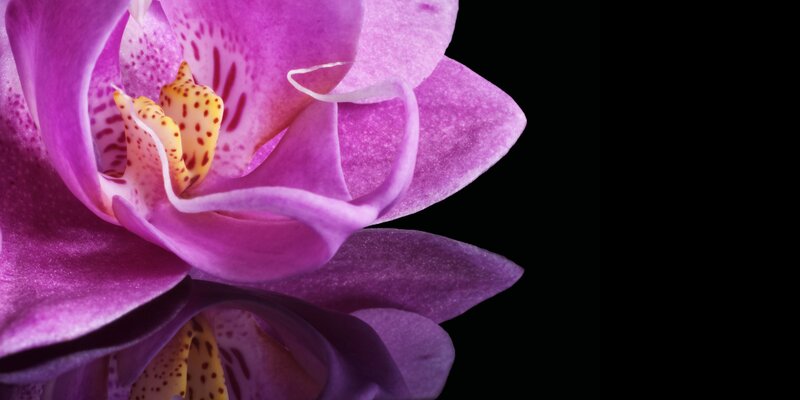 Purple Orchid Flower — Dramatic, Photograph, Petals, Center