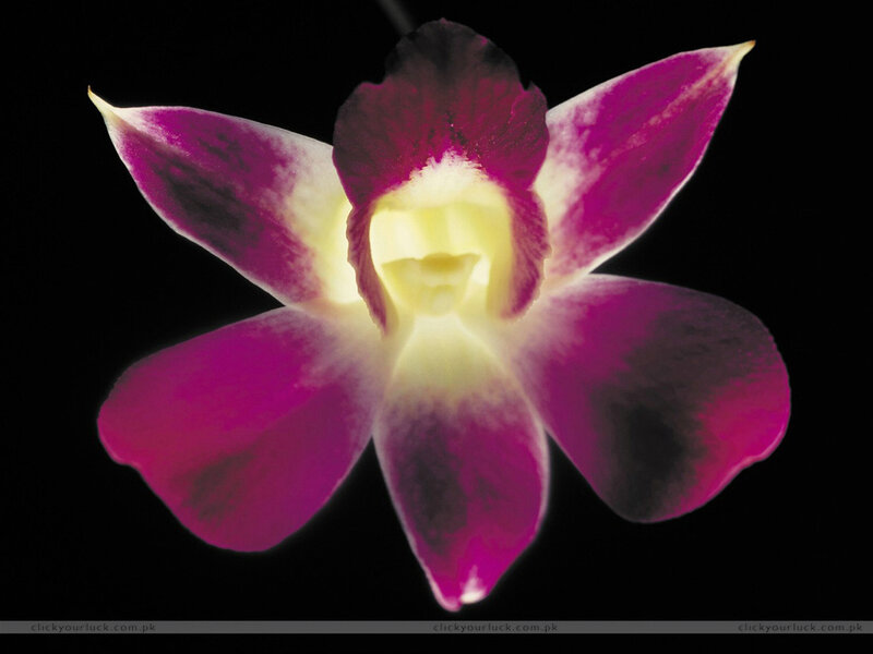 Purple Orchid Flower — Dramatic, Photograph, Petals, Center, Yellow, Black