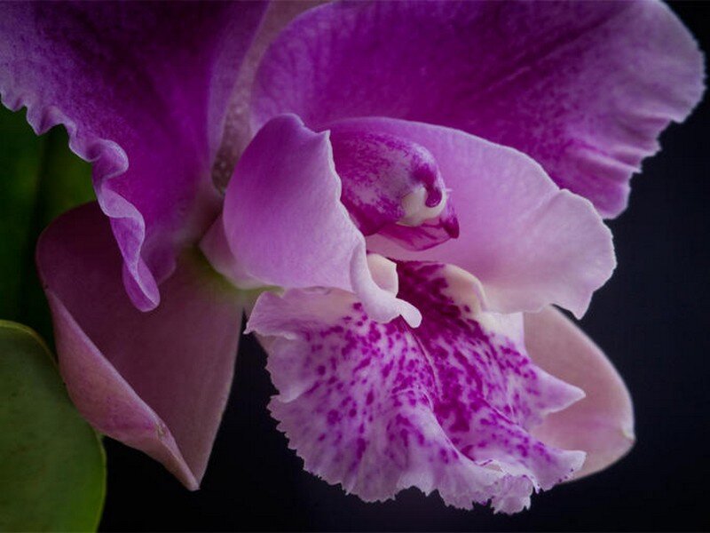 Purple Orchid Flower — Dramatic, Photograph, Petals, Leaves