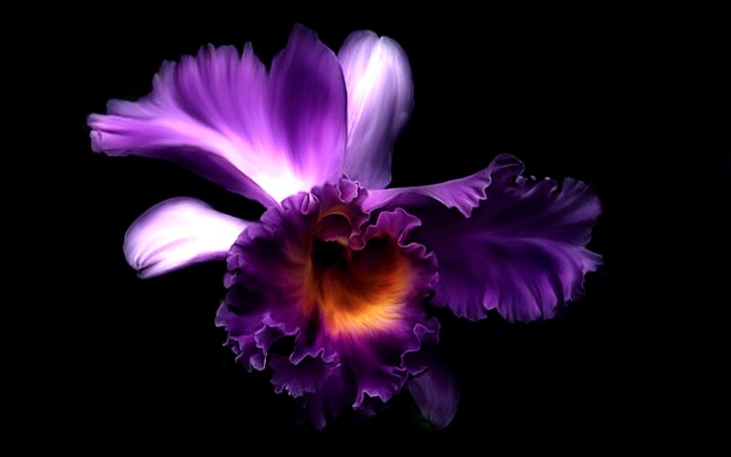 Purple Orchid Flower — Dramatic, Photograph, Petals