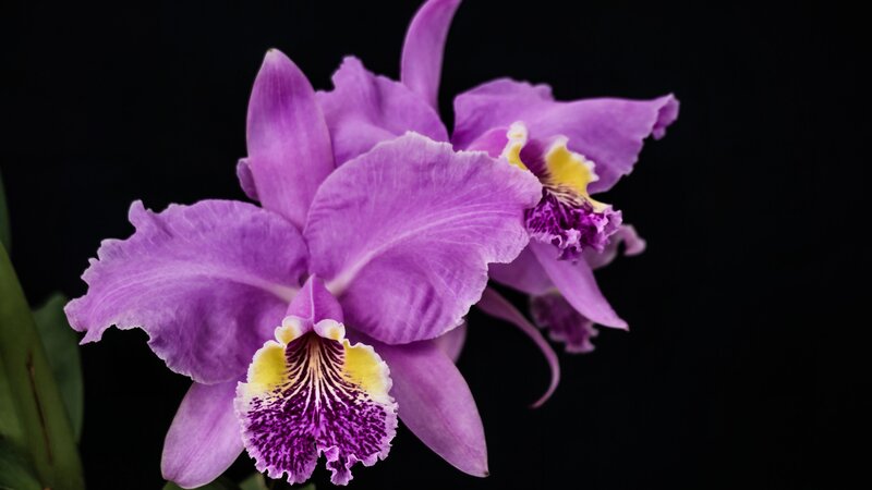 Purple Orchid Flower — Dramatic, Photograph, Petals, Yellow Center