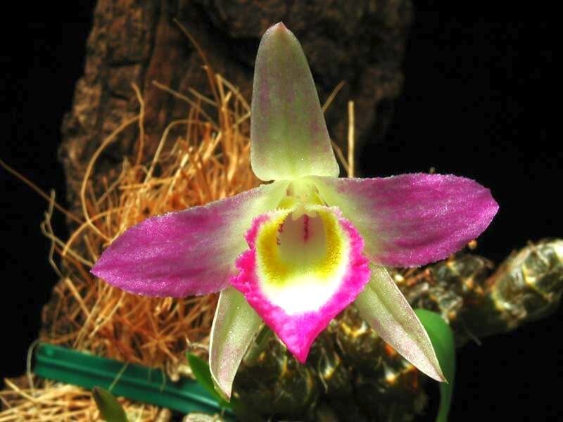 Purple Orchid Flower — Dramatic, Photograph, Plant