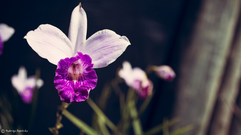 Purple Orchid Flower — Dramatic, Photograph, Stem, Dark Background