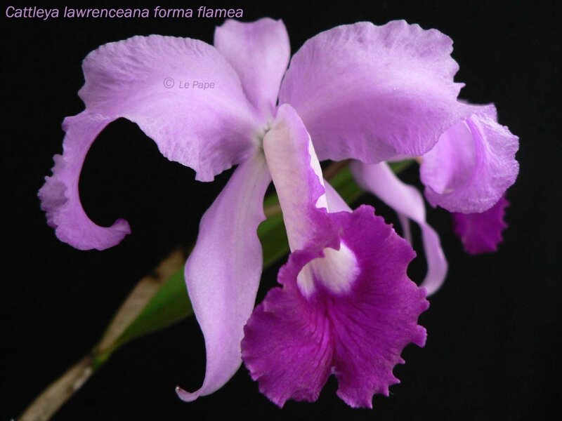 Purple Orchid Flower — Dramatic, Photograph, Stem, Leaf