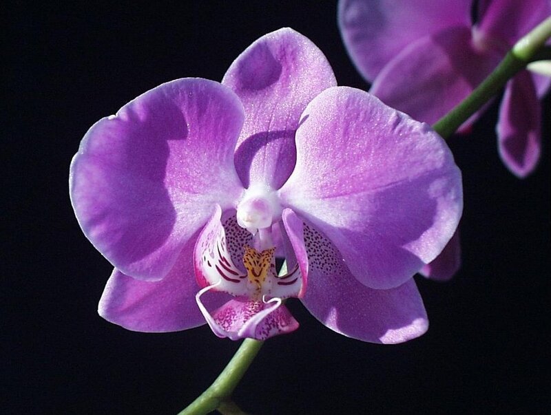 Purple Orchid Flower — Dramatic, Photograph, Stem, Petals