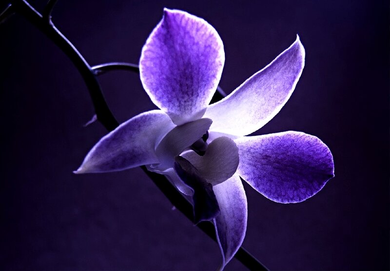 Purple Orchid Flower — Dramatic, Photograph, Stem