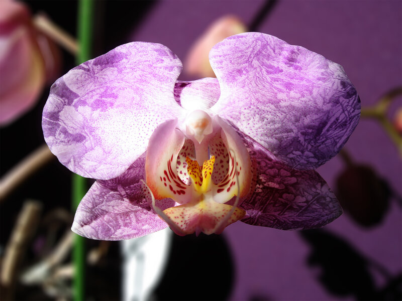 Purple Orchid Flower — Dramatic, Photograph