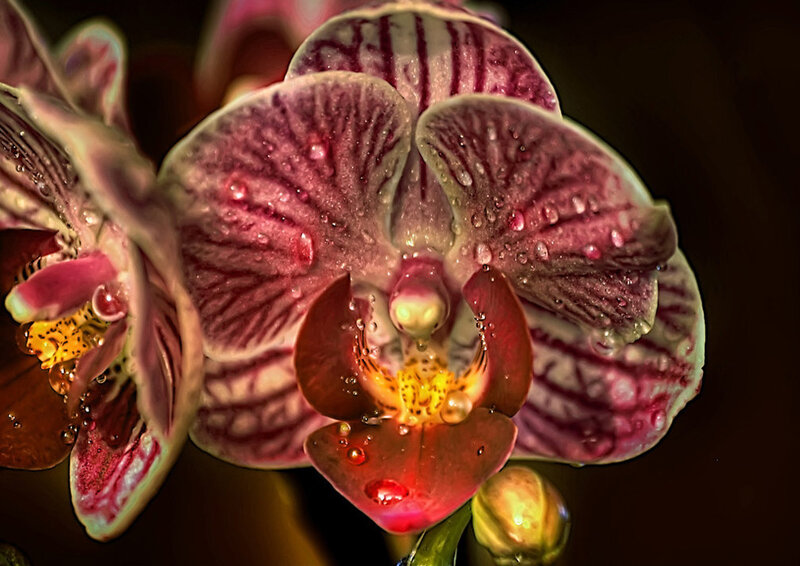 Purple Orchid Flower — Dramatic
