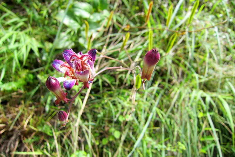Purple Orchid Flower — Green