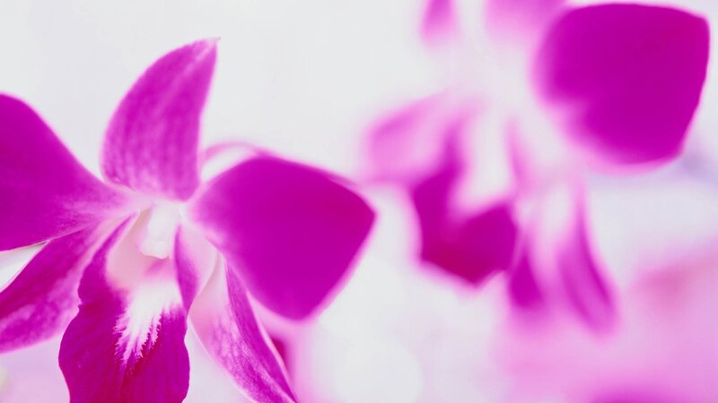 Purple Orchid Flower — Magenta