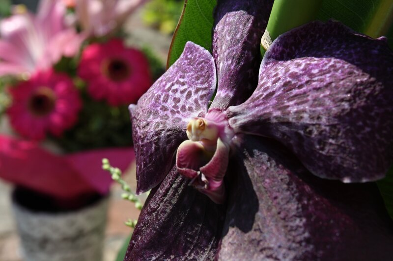 Purple Orchid Flower — Natural, Afternoon, Photograph, Green Leaf