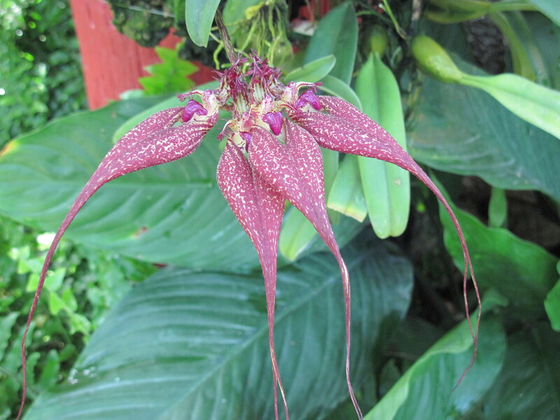Purple Orchid Flower — Natural, Afternoon, Photograph