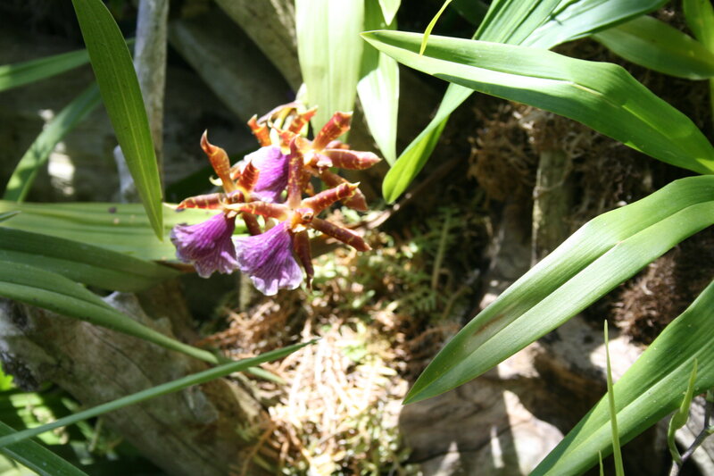 Purple Orchid Flower — Natural, Afternoon