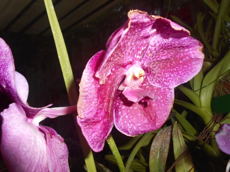 Purple Orchid Flower — Natural, Photograph, Green Stem