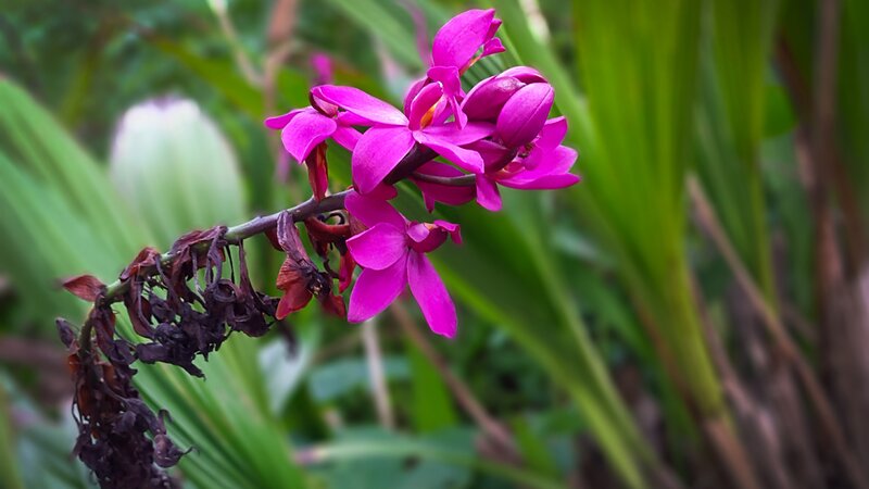Purple Orchid Flower — Natural, Photograph, Leaf, Stem