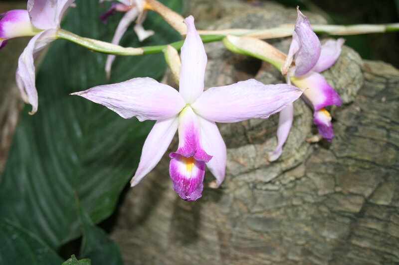 Purple Orchid Flower — Natural, Photograph, Leaf