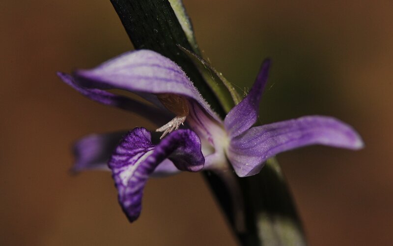 Purple Orchid Flower — Natural, Photograph, Stem
