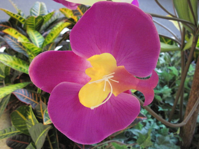 Purple Orchid Flower — Natural, Photograph