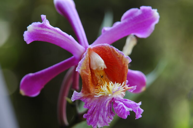 Purple Orchid Flower — Natural