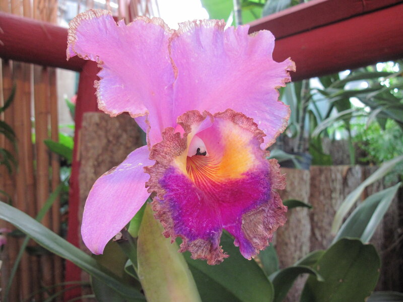 Purple Orchid Flower — Pink, Calm, Afternoon