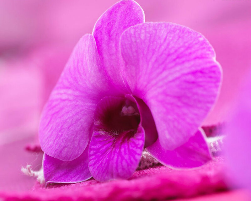 Purple Orchid Flower — Pink, Calm, Photograph, Petals