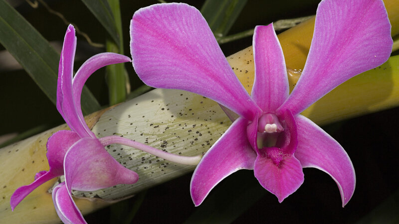 Purple Orchid Flower — Pink, Natural