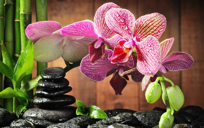 Purple Orchid Flower — Pink, Serene, Photograph, Bamboo