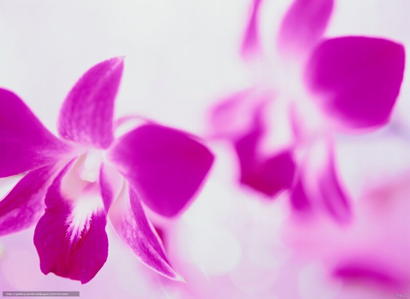 Purple Orchid Flower — Pink, Serene, Photograph, Blur