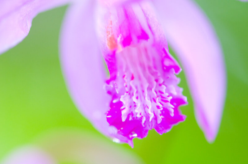 Purple Orchid Flower — Pink, Serene, Photograph, Green Background