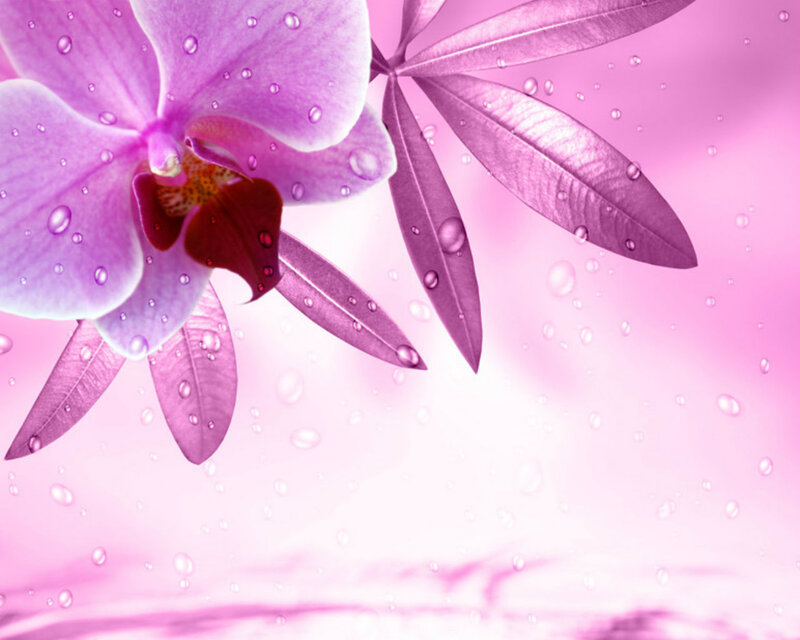Purple Orchid Flower — Pink, Serene, Photograph, Leaves