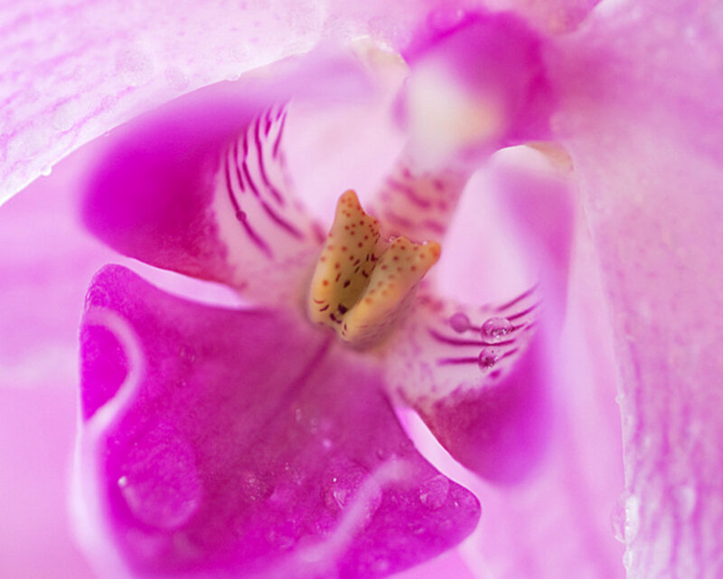 Purple Orchid Flower — Pink, Serene, Photograph, Petals