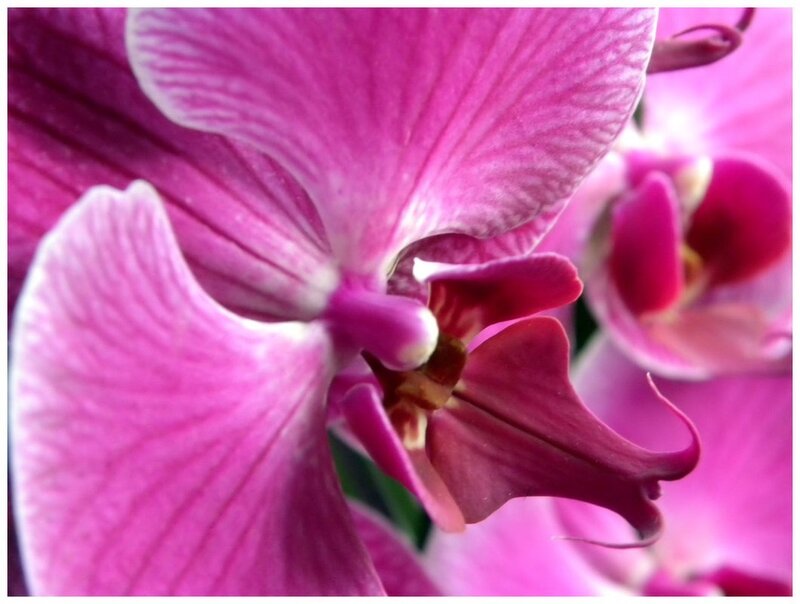 Purple Orchid Flower — Pink