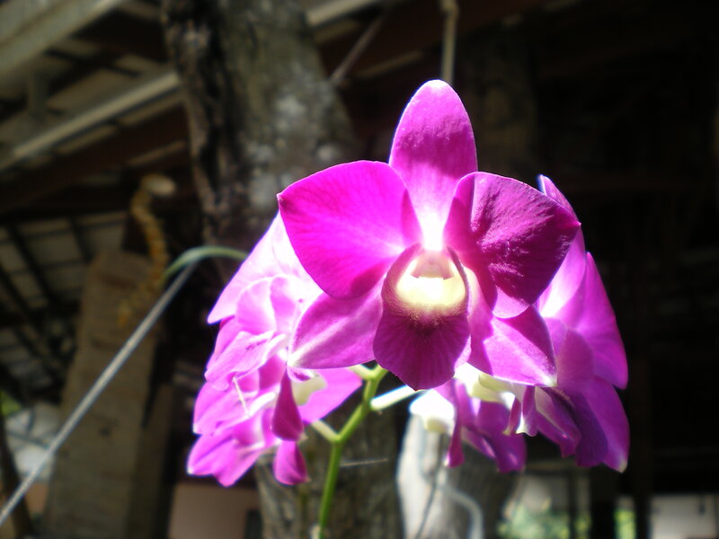 Purple Orchid Flower — Serene, Afternoon